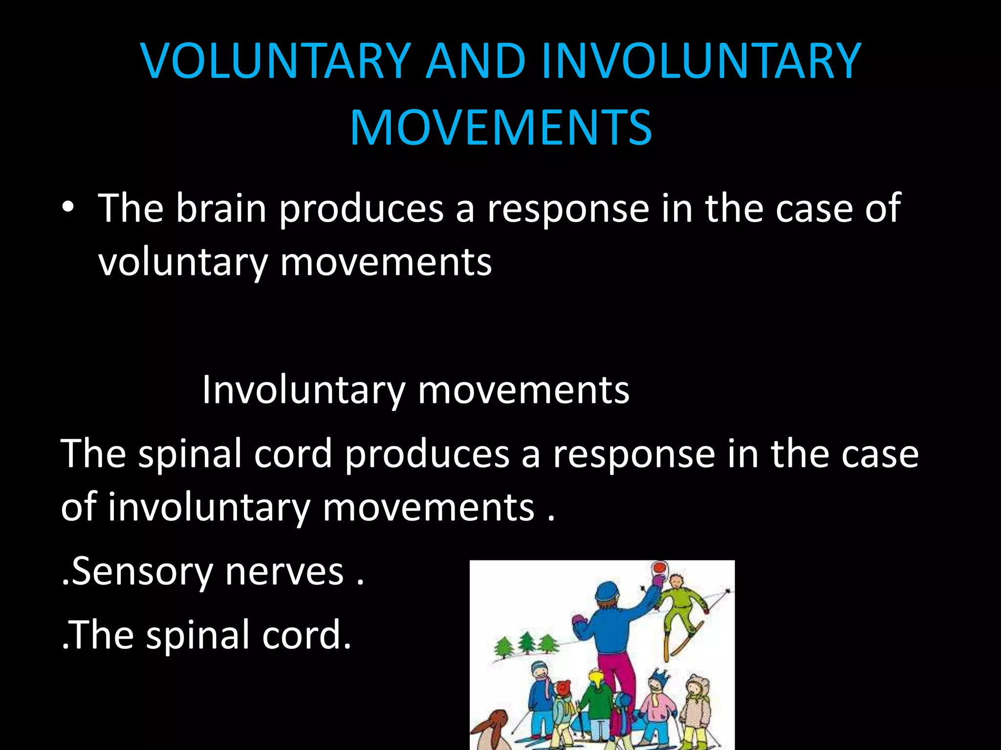 VOLUNTARY AND INVOLUNTARY
MOVEMENTS
• The brain produces a response in the case of
voluntary movements
Involuntary movements
The spinal cord produces a response in the case
of involuntary movements .
.Sensory nerves .
.The spinal cord.
 
