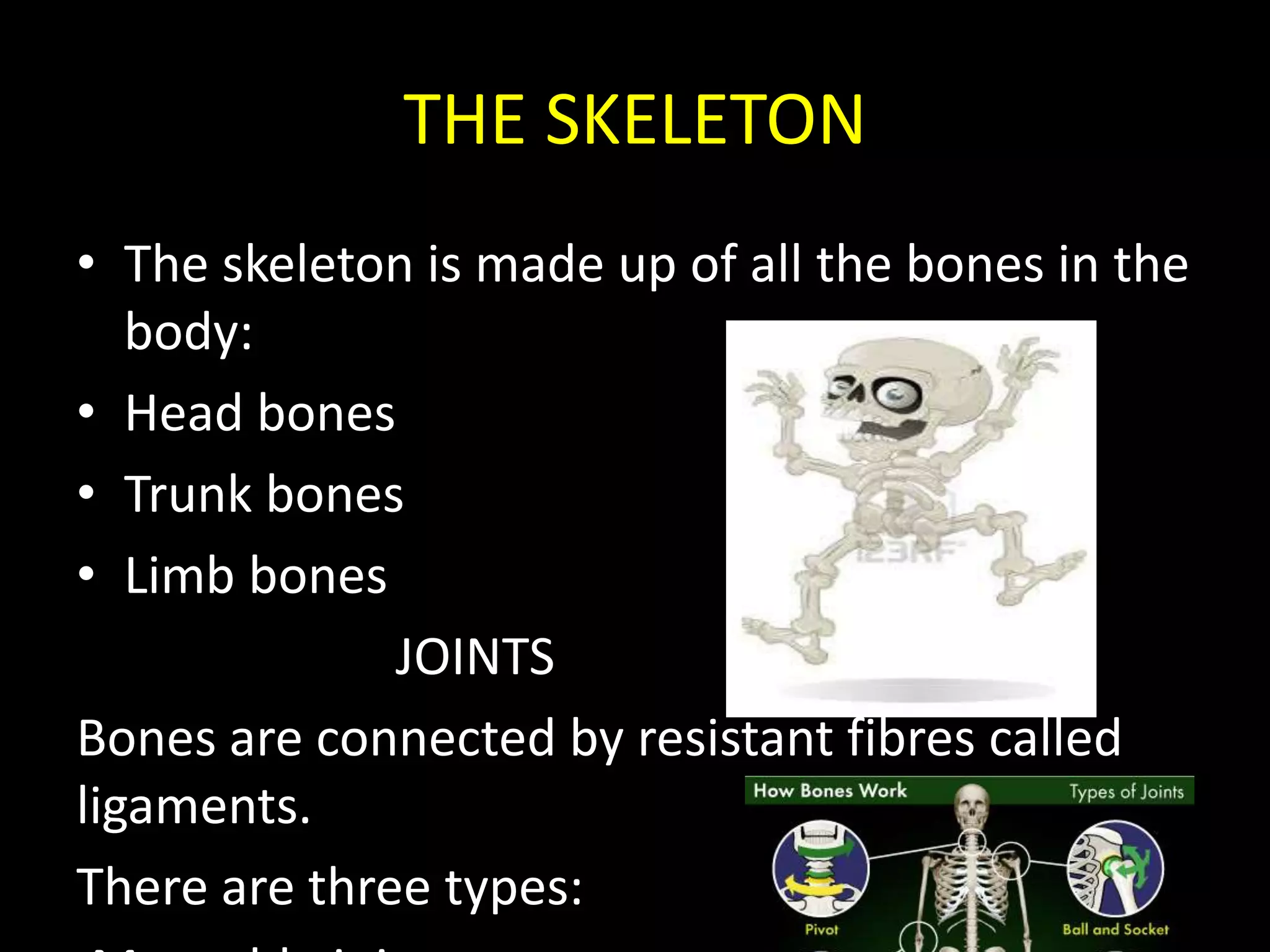 THE SKELETON
• The skeleton is made up of all the bones in the
body:
• Head bones
• Trunk bones
• Limb bones
JOINTS
Bones are connected by resistant fibres called
ligaments.
There are three types:
 