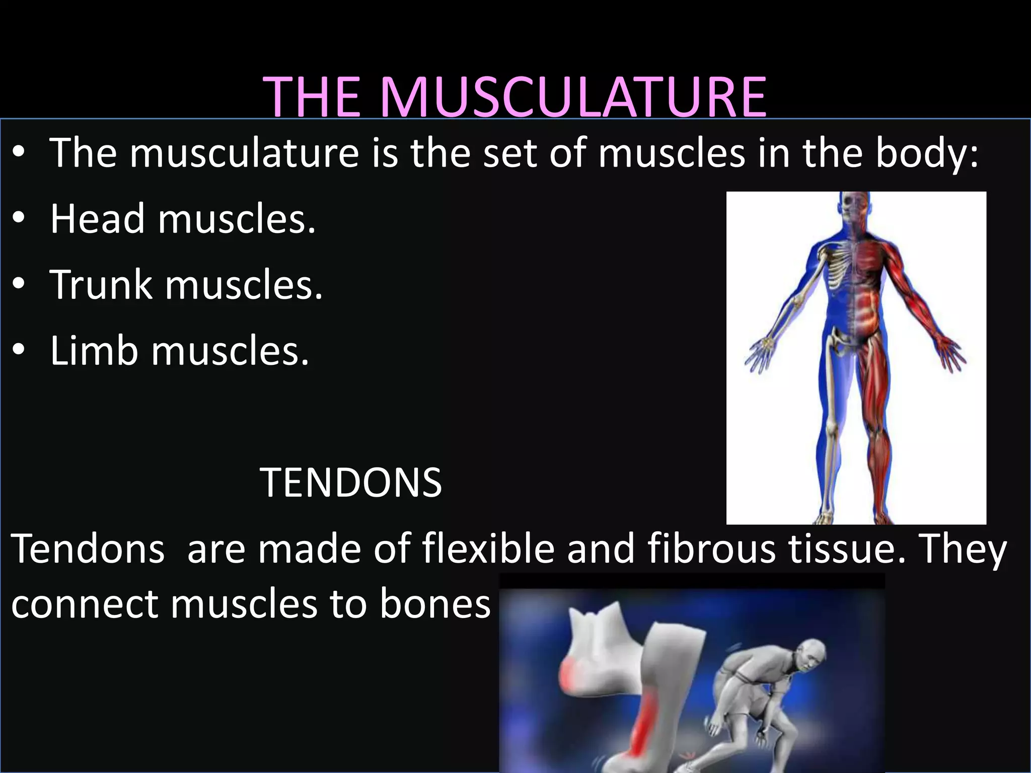 THE MUSCULATURE
• The musculature is the set of muscles in the body:
• Head muscles.
• Trunk muscles.
• Limb muscles.
TENDONS
Tendons are made of flexible and fibrous tissue. They
connect muscles to bones .
 