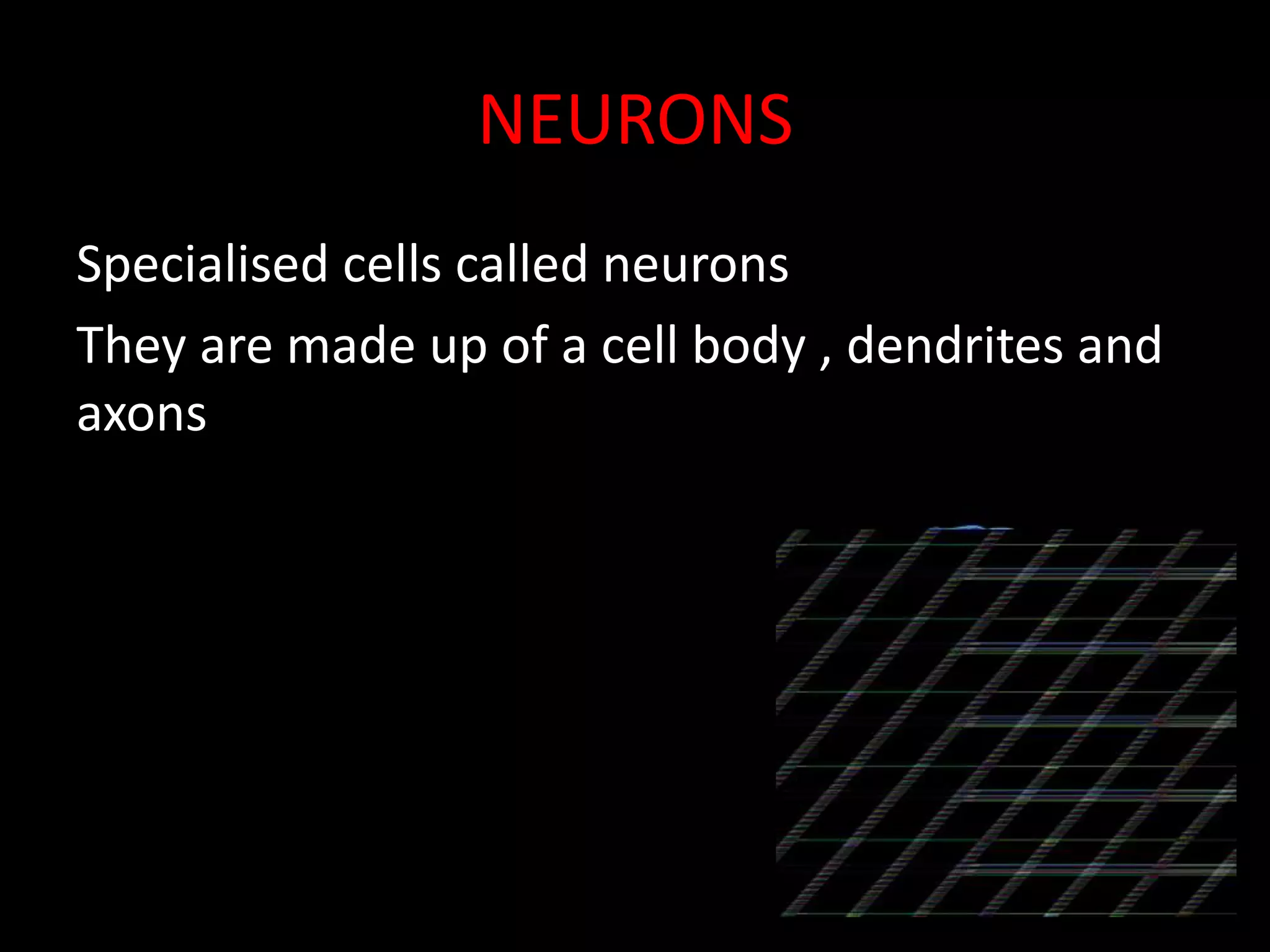 NEURONS
Specialised cells called neurons
They are made up of a cell body , dendrites and
axons
 
