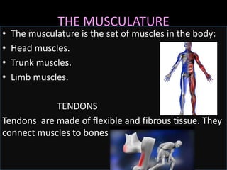 THE MUSCULATURE
• The musculature is the set of muscles in the body:
• Head muscles.
• Trunk muscles.
• Limb muscles.
TENDONS
Tendons are made of flexible and fibrous tissue. They
connect muscles to bones .
 