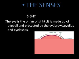 • THE SENSES
SIGHT
.The eye is the organ of sight .It is made up of
eyeball and protected by the eyebrows,eyelids
and eyelashes.
 