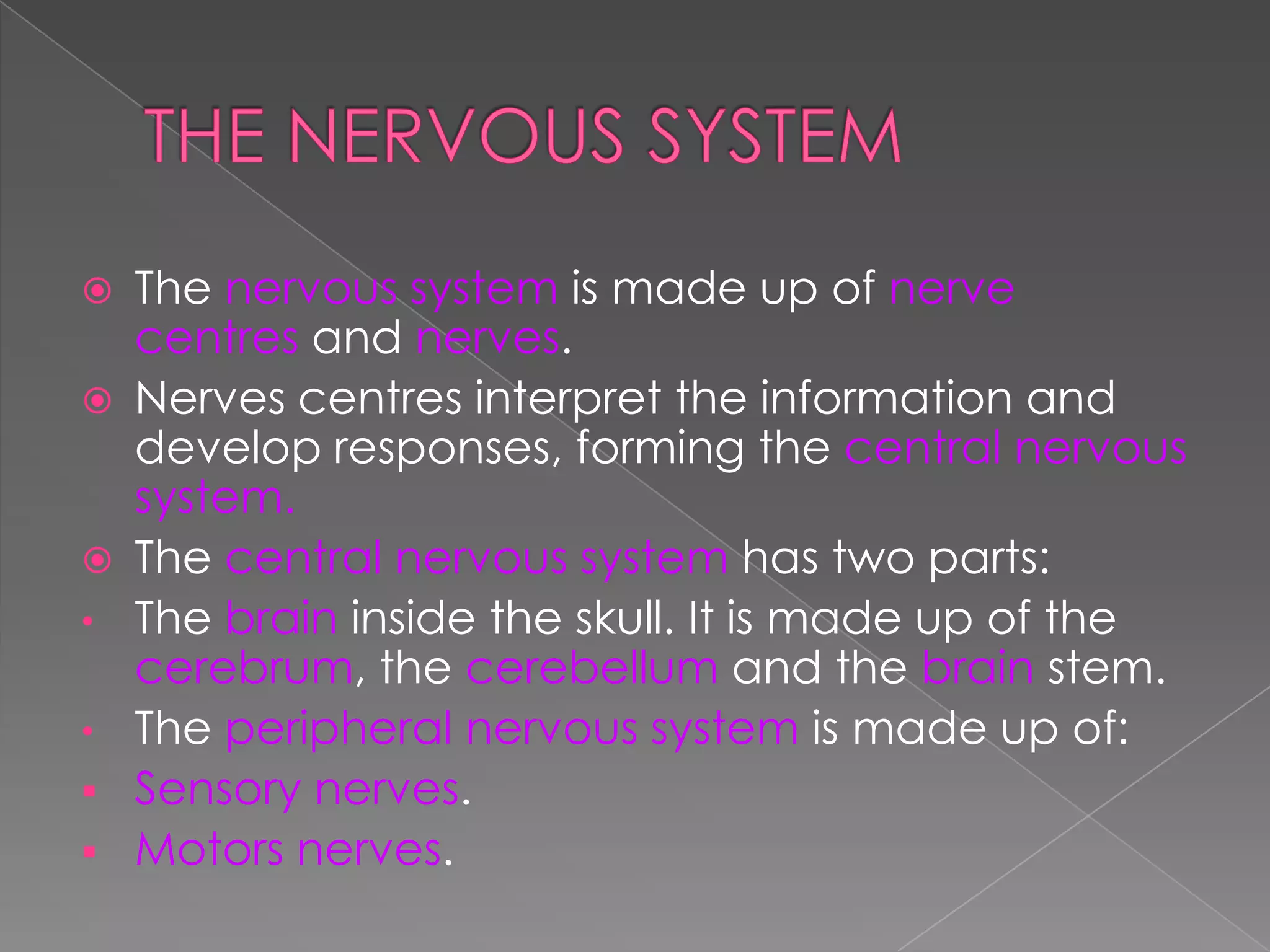 





•
•



The nervous system is made up of nerve
centres and nerves.
Nerves centres interpret the information and
develop responses, forming the central nervous
system.
The central nervous system has two parts:
The brain inside the skull. It is made up of the
cerebrum, the cerebellum and the brain stem.
The peripheral nervous system is made up of:
Sensory nerves.
Motors nerves.

 