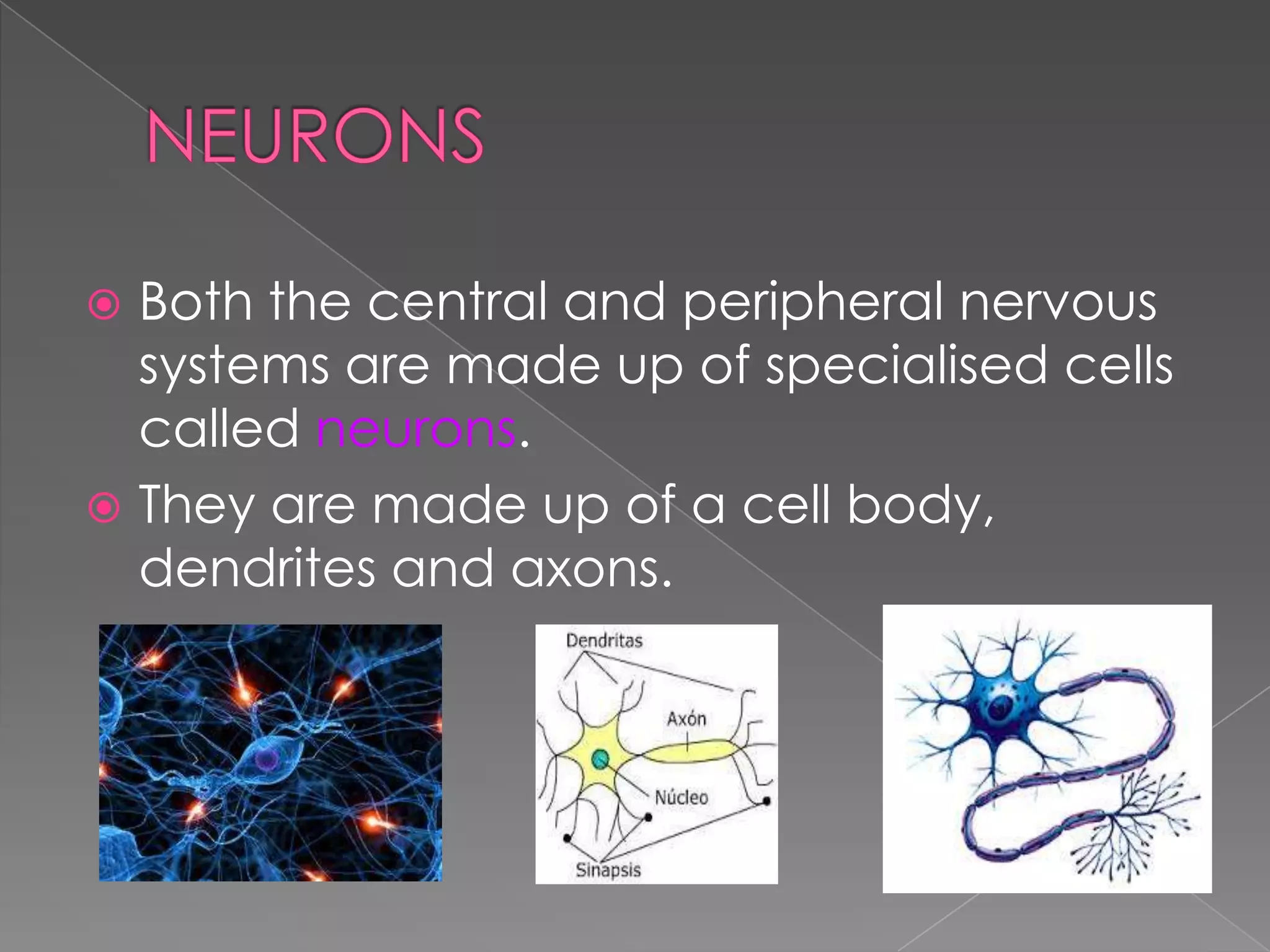 Both the central and peripheral nervous
systems are made up of specialised cells
called neurons.
 They are made up of a cell body,
dendrites and axons.


 
