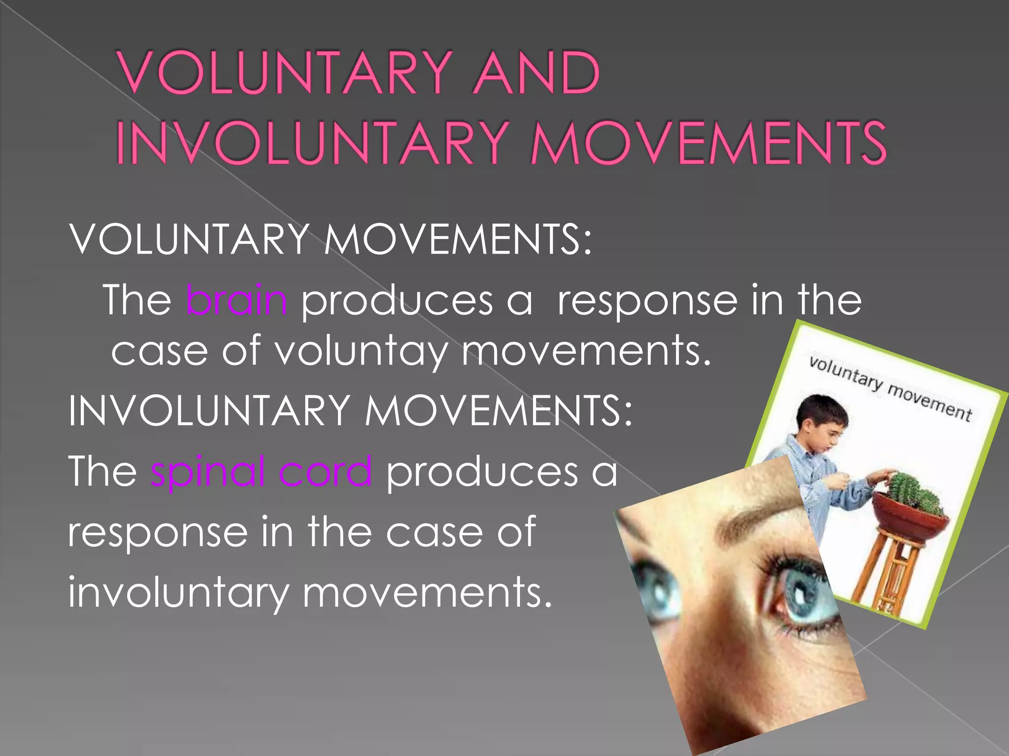 VOLUNTARY MOVEMENTS:
The brain produces a response in the
case of voluntay movements.
INVOLUNTARY MOVEMENTS:
The spinal cord produces a
response in the case of
involuntary movements.

 