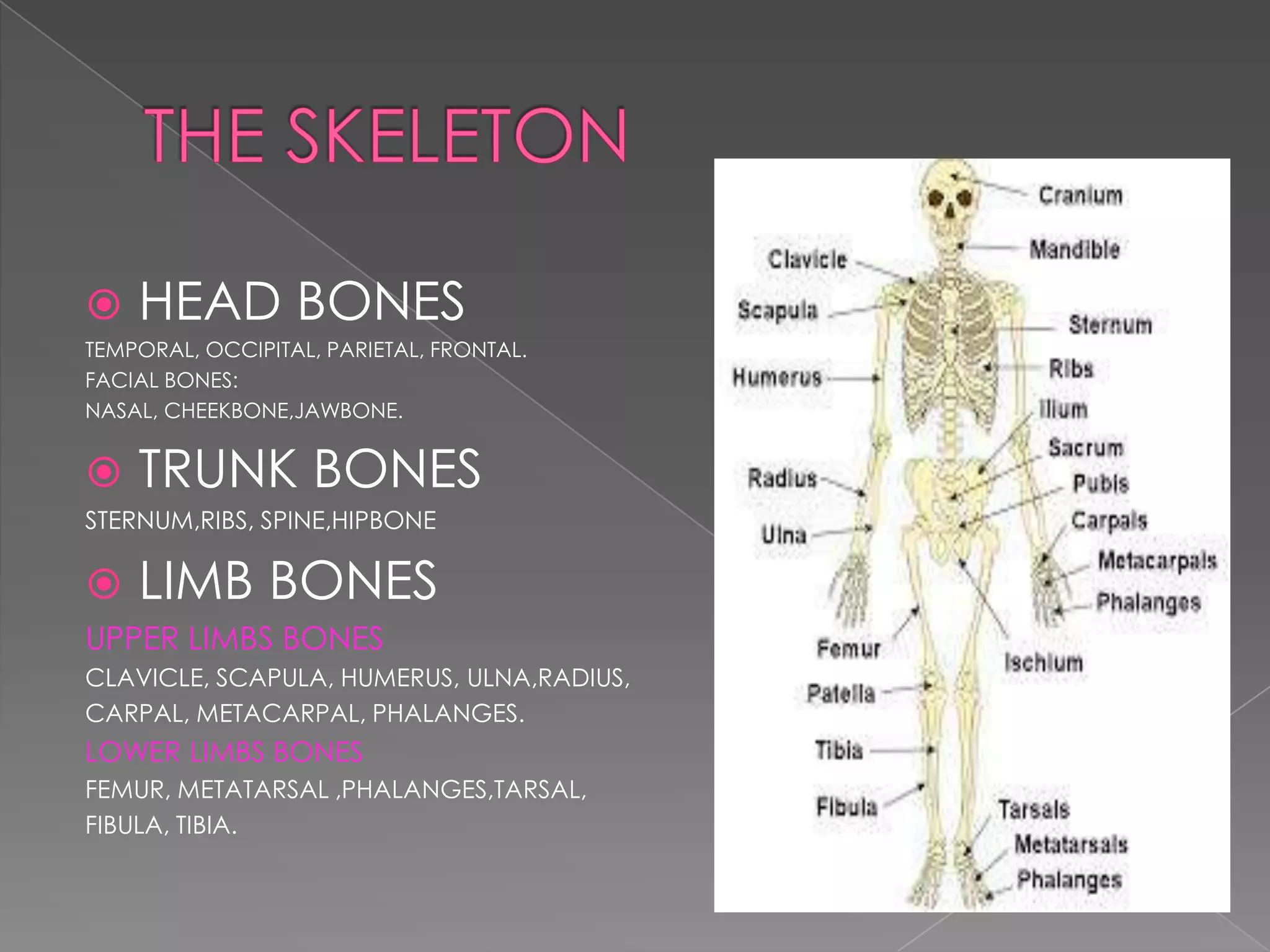 

HEAD BONES

TEMPORAL, OCCIPITAL, PARIETAL, FRONTAL.
FACIAL BONES:
NASAL, CHEEKBONE,JAWBONE.



TRUNK BONES

STERNUM,RIBS, SPINE,HIPBONE



LIMB BONES

UPPER LIMBS BONES
CLAVICLE, SCAPULA, HUMERUS, ULNA,RADIUS,
CARPAL, METACARPAL, PHALANGES.

LOWER LIMBS BONES
FEMUR, METATARSAL ,PHALANGES,TARSAL,
FIBULA, TIBIA.

 