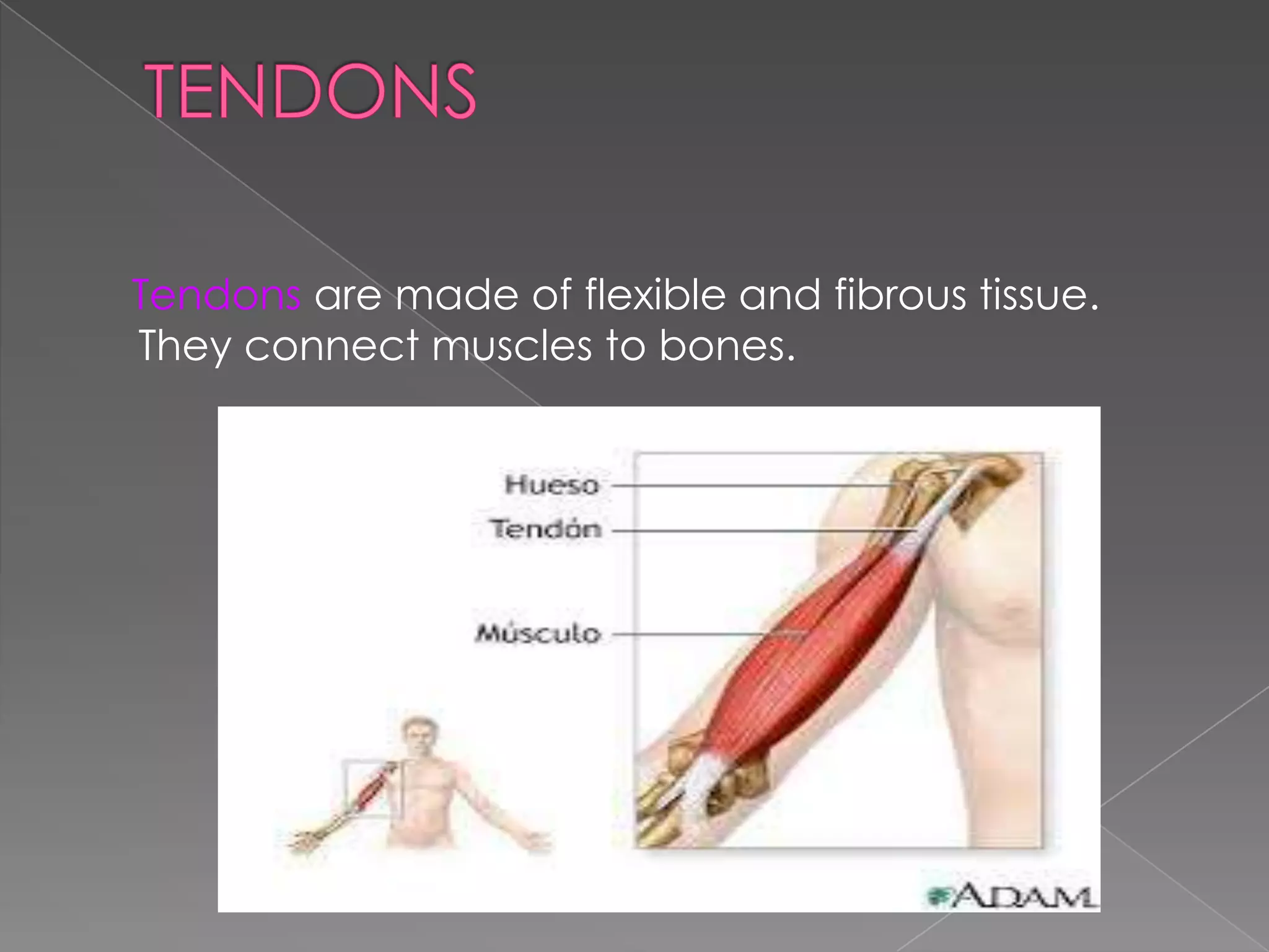Tendons are made of flexible and fibrous tissue.
They connect muscles to bones.

 