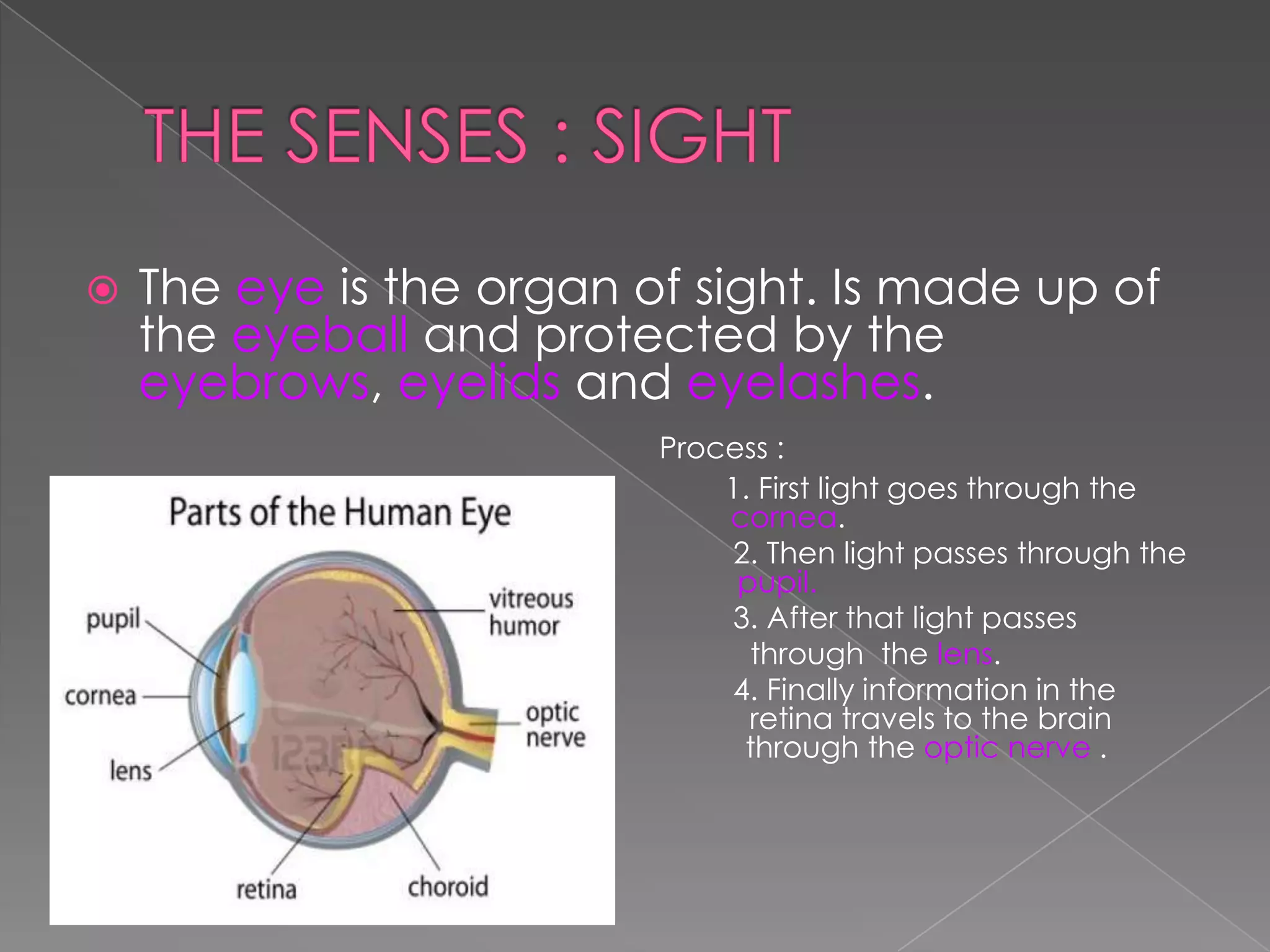 




The eye is the organ of sight. Is made up of
the eyeball and protected by the
eyebrows, eyelids and eyelashes.
cornea
pupil








retina
trough

Process :
1. First light goes through the
cornea.
2. Then light passes through the
pupil.
3. After that light passes
through the lens.
4. Finally information in the
retina travels to the brain
through the optic nerve .

 