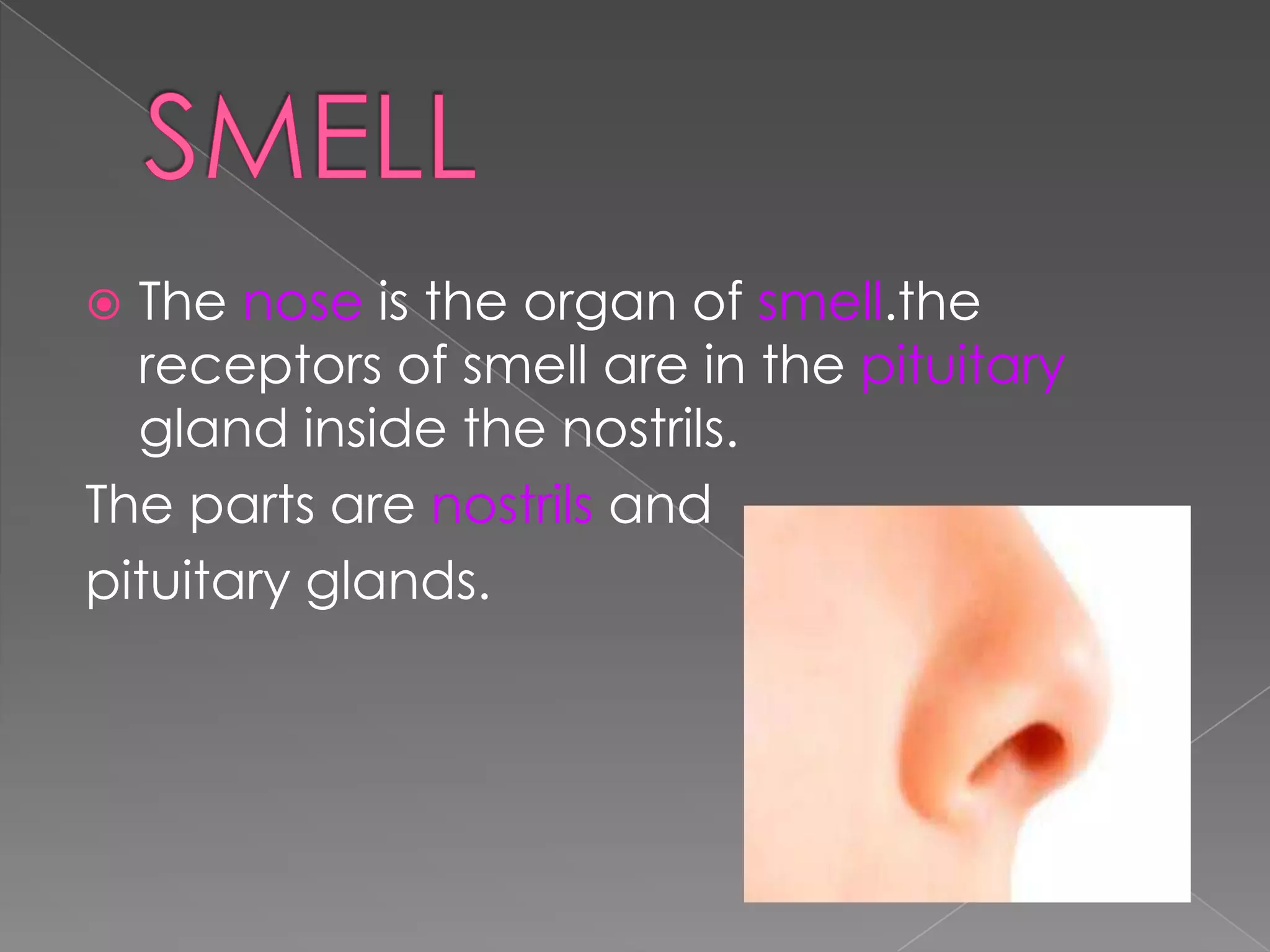 The nose is the organ of smell.the
receptors of smell are in the pituitary
gland inside the nostrils.
The parts are nostrils and
pituitary glands.


 