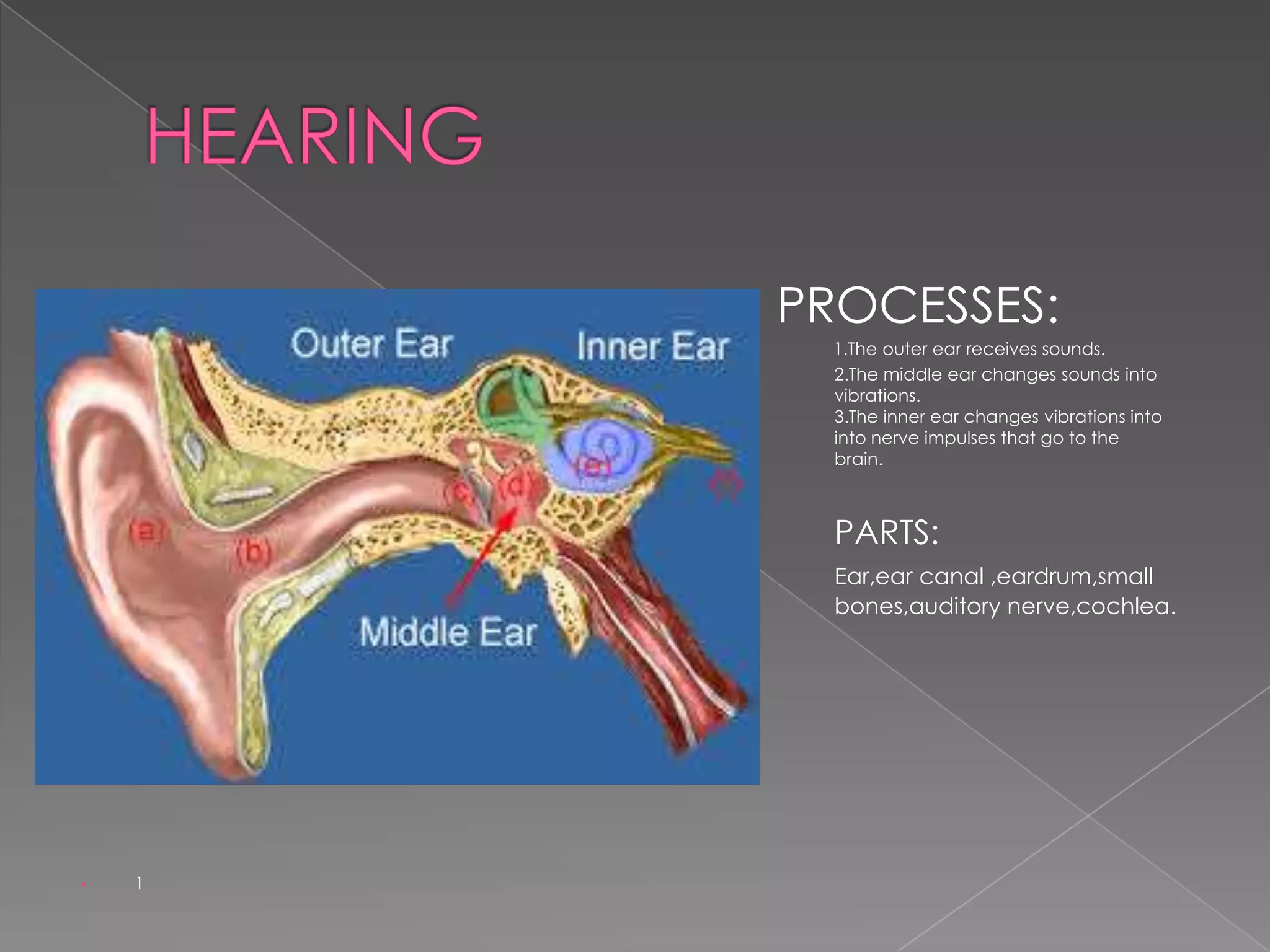 PROCESSES:

•

1.The outer ear receives sounds.
2.The middle ear changes sounds into
vibrations.
3.The inner ear changes vibrations into
into nerve impulses that go to the
brain.

•
•

vibration

PARTS:
Ear,ear canal ,eardrum,small
bones,auditory nerve,cochlea.
•

er
•

•

•
•

•

1

 