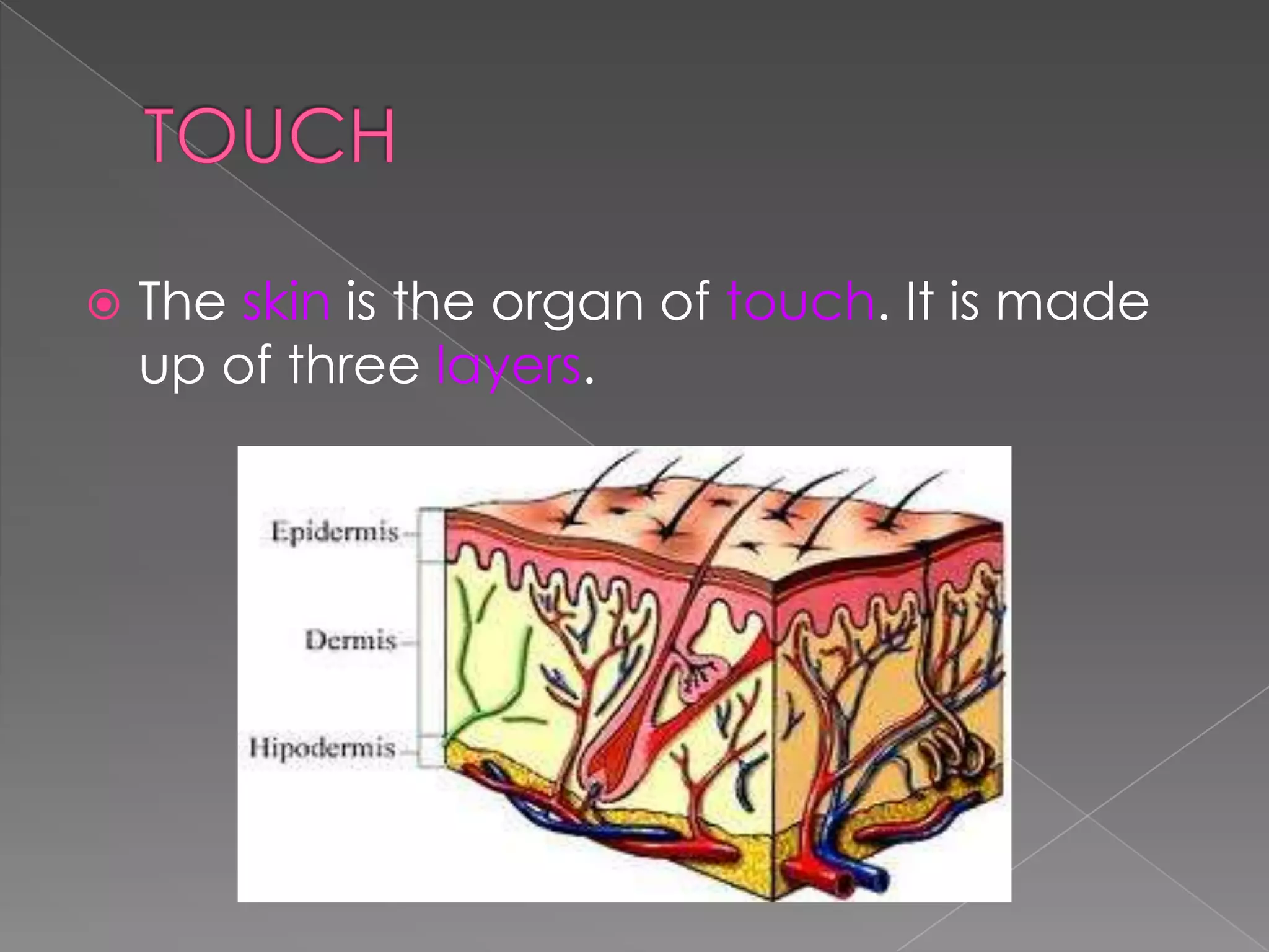 

The skin is the organ of touch. It is made
up of three layers.

 