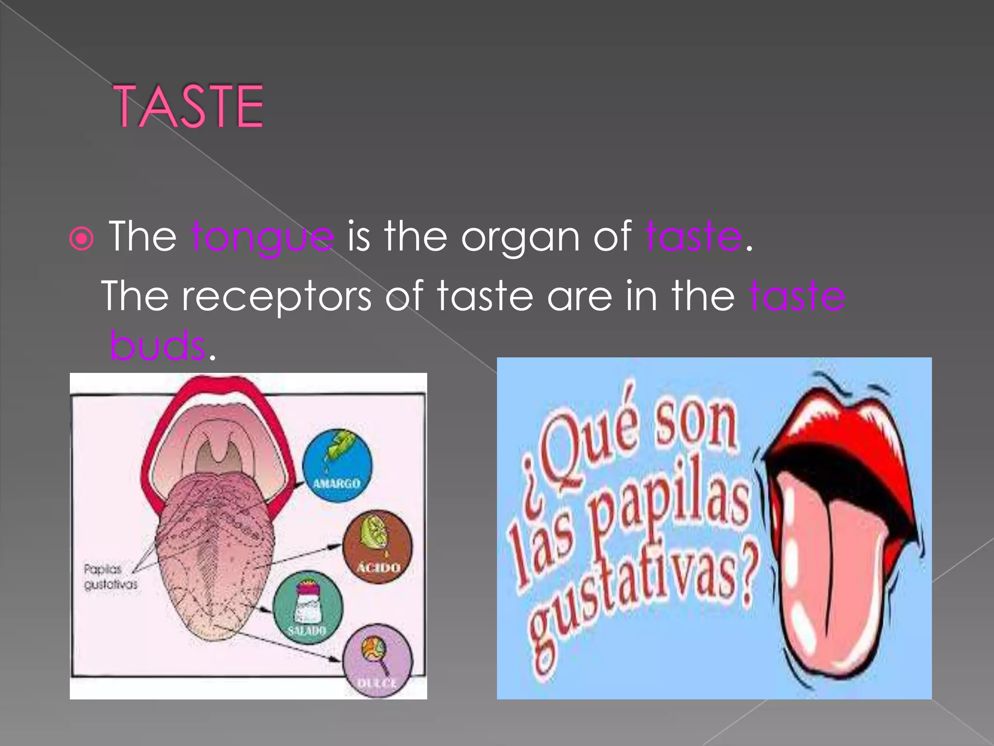

The tongue is the organ of taste.
The receptors of taste are in the taste
buds.

 