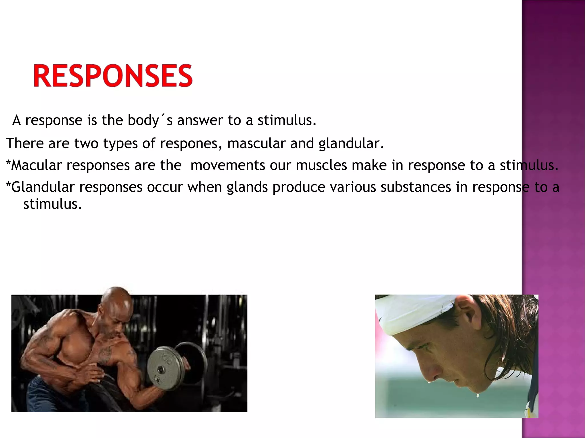 A response is the body´s answer to a stimulus.
There are two types of respones, mascular and glandular.
*Macular responses are the movements our muscles make in response to a stimulus.
*Glandular responses occur when glands produce various substances in response to a
stimulus.

 
