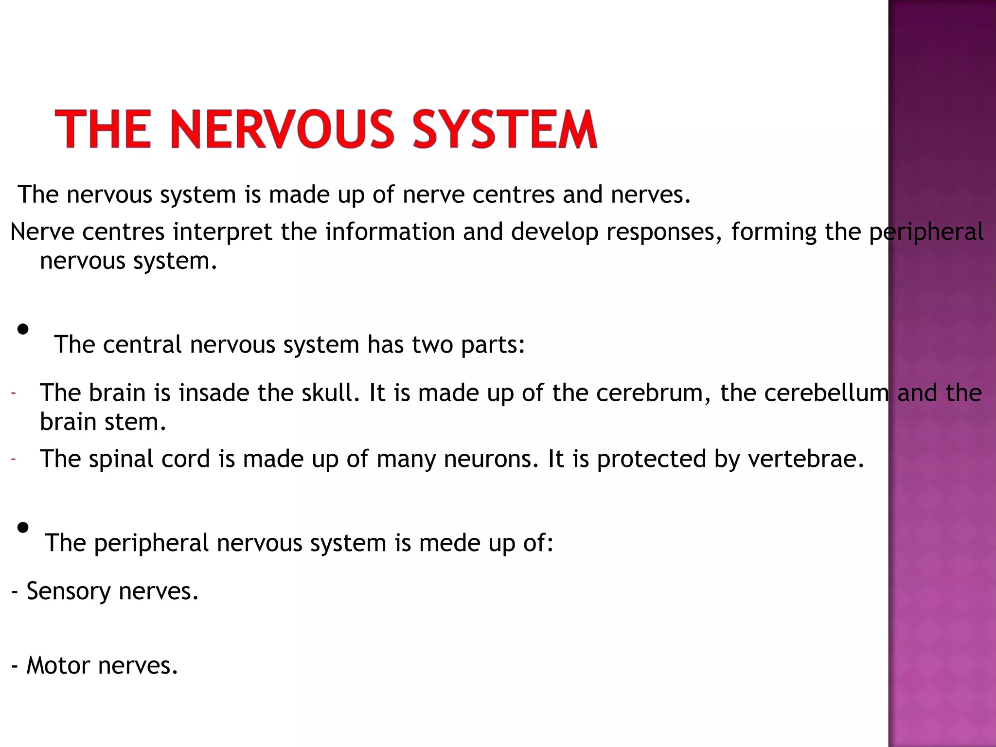 The nervous system is made up of nerve centres and nerves.
Nerve centres interpret the information and develop responses, forming the peripheral
nervous system.

·
-

·

The central nervous system has two parts:
The brain is insade the skull. It is made up of the cerebrum, the cerebellum and the
brain stem.
The spinal cord is made up of many neurons. It is protected by vertebrae.
The peripheral nervous system is mede up of:

- Sensory nerves.
- Motor nerves.

 