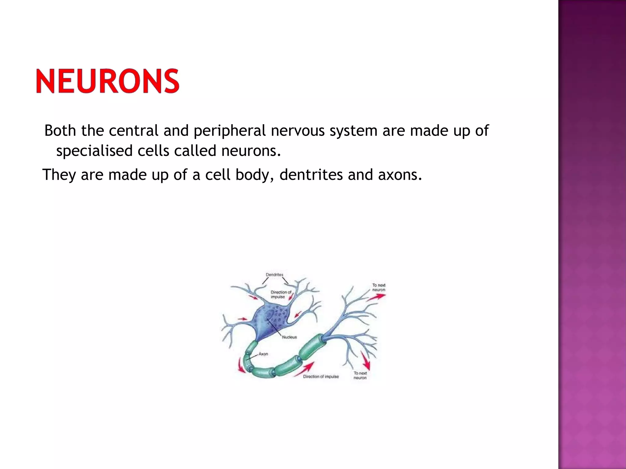 Both the central and peripheral nervous system are made up of
specialised cells called neurons.
They are made up of a cell body, dentrites and axons.

 