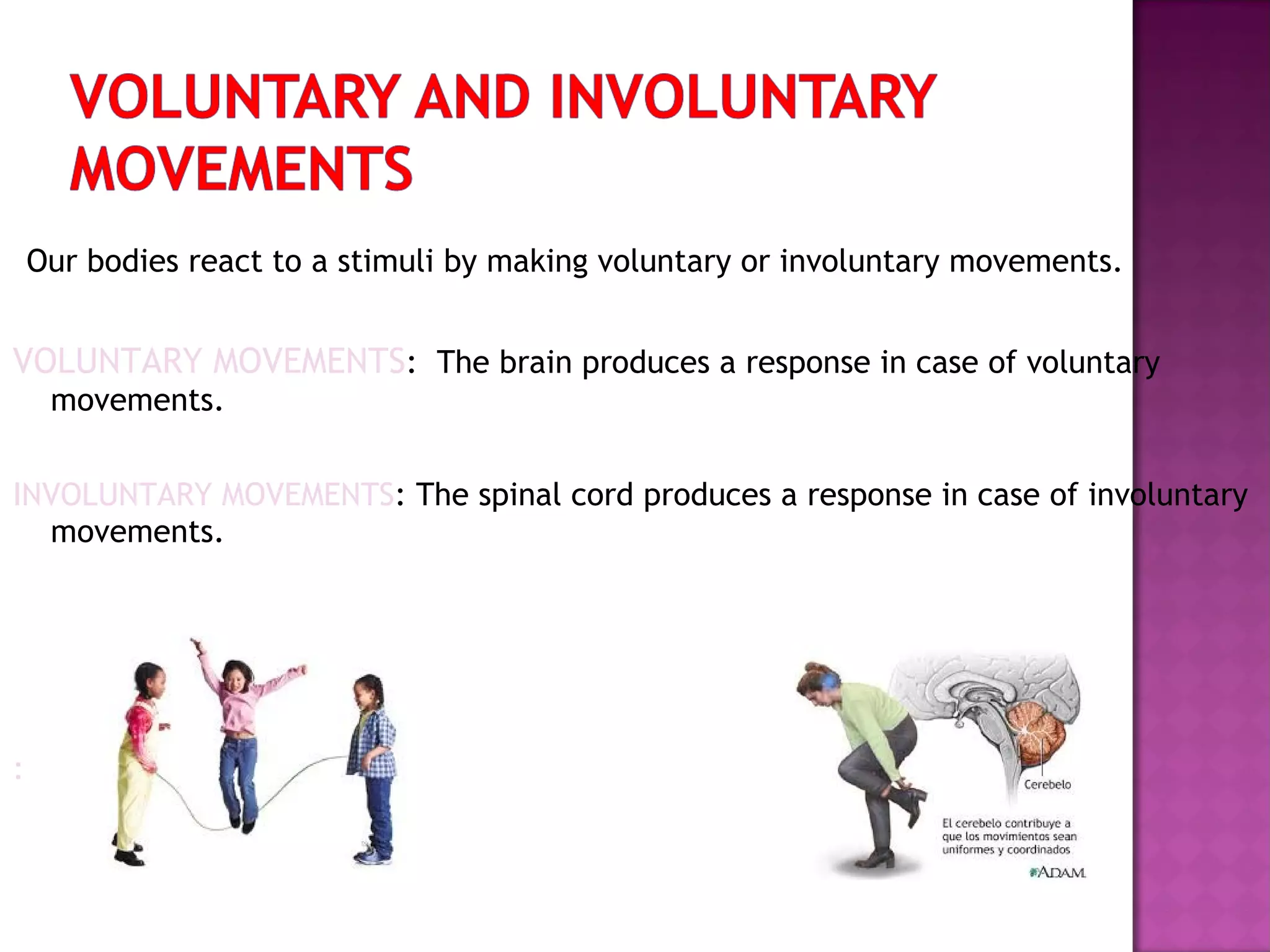 Our bodies react to a stimuli by making voluntary or involuntary movements.

VOLUNTARY MOVEMENTS: The brain produces a response in case of voluntary
movements.
INVOLUNTARY MOVEMENTS: The spinal cord produces a response in case of involuntary
movements.

:

 