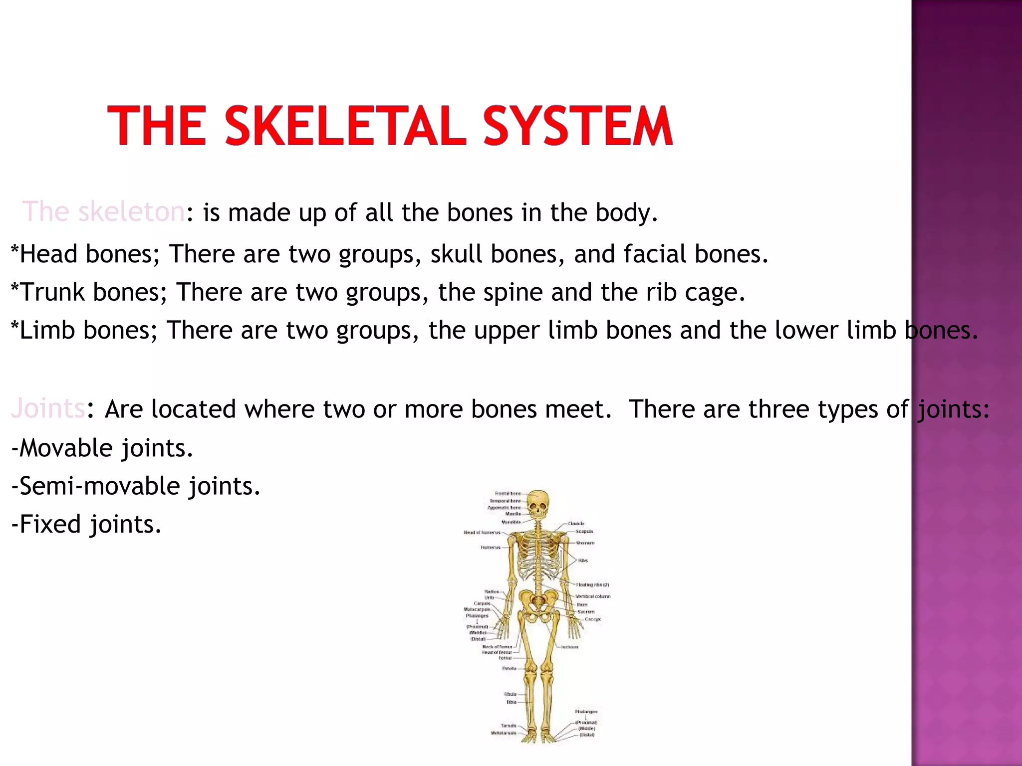 The skeleton: is made up of all the bones in the body.
*Head bones; There are two groups, skull bones, and facial bones.
*Trunk bones; There are two groups, the spine and the rib cage.
*Limb bones; There are two groups, the upper limb bones and the lower limb bones.

Joints: Are located where two or more bones meet. There are three types of joints:
-Movable joints.
-Semi-movable joints.
-Fixed joints.

 