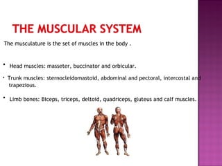 The musculature is the set of muscles in the body .

· Head muscles: masseter, buccinator and orbicular.
·

Trunk muscles: sternocleidomastoid, abdominal and pectoral, intercostal and
trapezious.

· Limb bones: Biceps, triceps, deltoid, quadriceps, gluteus and calf muscles.

 