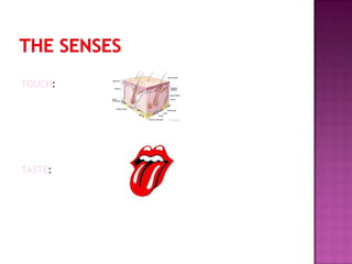 TOUCH:

TASTE:

 