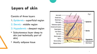 Structure of skin and skin appendages in detail | PPTX