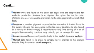 Structure of skin and skin appendages in detail | PPTX
