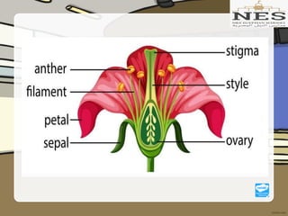 Getting to Know Plants (Grade 2)