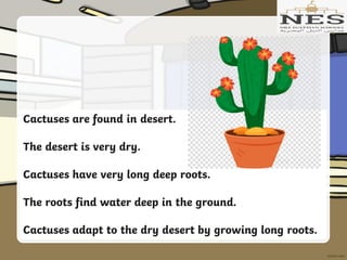 Cactuses are found in desert.
The desert is very dry.
Cactuses have very long deep roots.
The roots find water deep in the ground.
Cactuses adapt to the dry desert by growing long roots.
 
