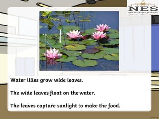 Water lilies grow wide leaves.
The wide leaves float on the water.
The leaves capture sunlight to make the food.
 