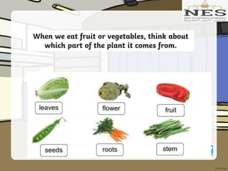 When we eat fruit or vegetables, think about
which part of the plant it comes from.
 