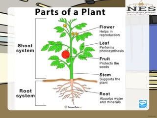 Getting to Know Plants (Grade 2)