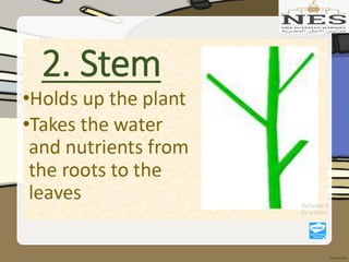 Getting to Know Plants (Grade 2)