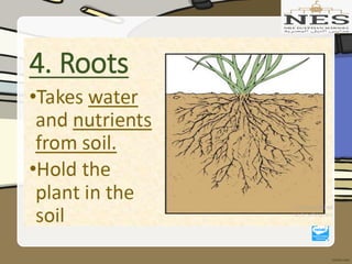 Getting to Know Plants (Grade 2)
