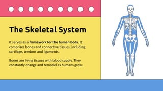Comprehensive Overview of Human Body Systems and Their Functions | PDF