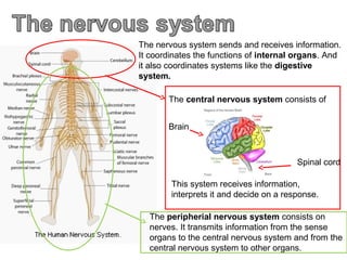 The nervous system sends and receives information.
It coordinates the functions of internal organs. And
it also coordinates systems like the digestive
system.
The central nervous system consists of
Brain

Spinal cord
This system receives information,
interprets it and decide on a response.
The peripherial nervous system consists on
nerves. It transmits information from the sense
organs to the central nervous system and from the
central nervous system to other organs.

 