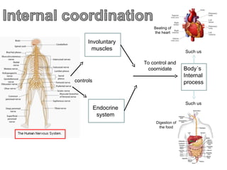 Beating of
the heart

Involuntary
muscles

Such us

To control and
coornidate
controls

Body´s
Internal
process

Such us

Endocrine
system
Digestion of
the food

 
