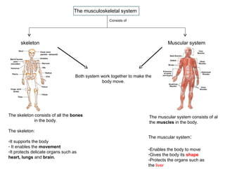 The musculoskeletal system
Consists of

skeleton

Muscular system

Both system work together to make the
body move.

The skeleton consists of all the bones
in the body.

The muscular system consists of al
the muscles in the body.

The skeleton:
-It supports the body
- It enables the movement
-It protects delicate organs such as
heart, lungs and brain.

The muscular system:
-Enables the body to move
-Gives the body its shape
-Protects the organs such as
the liver

 
