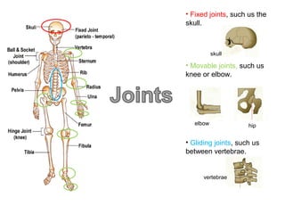 • Fixed joints, such us the
skull.

skull

• Movable joints, such us
knee or elbow.

elbow

hip

• Gliding joints, such us
between vertebrae.

vertebrae

 