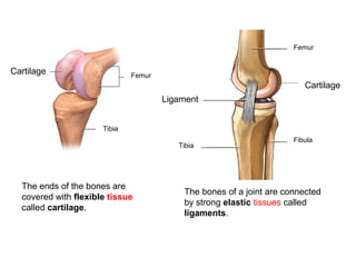 Femur

Cartilage

Femur

Cartilage
Ligament
Tibia
Tibia

The ends of the bones are
covered with flexible tissue
called cartilage.

Fibula

The bones of a joint are connected
by strong elastic tissues called
ligaments.

 