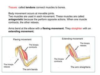 Tissues called tendons connect muscles to bones.
Body movement occurs at movable joints.
Two muscles are used in each movement. These muscles are called
antagonistic because the perform opposite actions. When one muscle
contracts, the other relaxes.
Arms bend at the elbow with a flexing movement. They straighten with an
extending movement.
Flexing movement

Extending movement
The biceps
relaxes

The biceps
contracts

The triceps
contracts
The triceps
relaxes

The arm bends

The arm straightens

 
