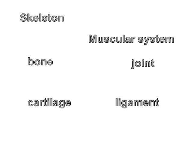 Unit2 the body