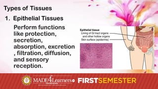 Unit 2 The Cell Tissues Membranes and Glands.pdf