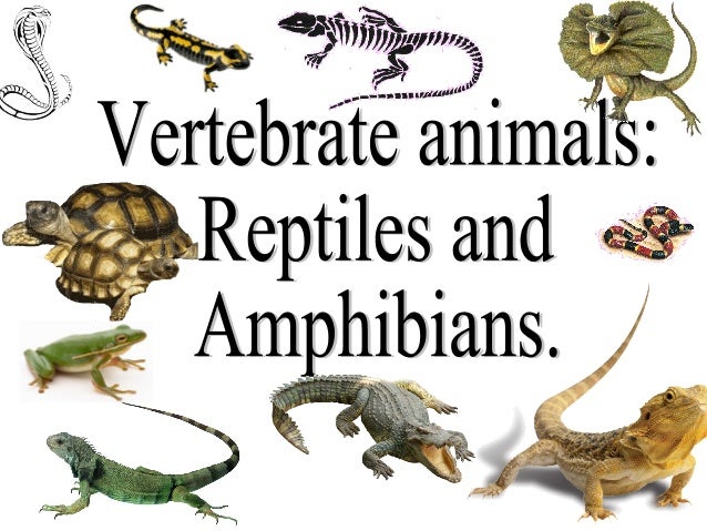 Unit 2 the reptiles.