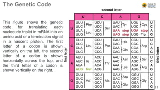 Translation: Protein synthesis | PPTX