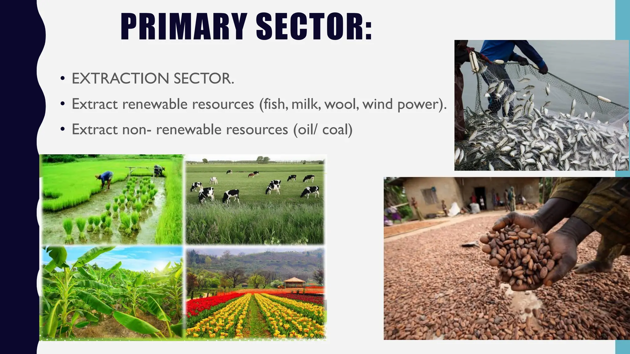 PRIMARY SECTOR:
• EXTRACTION SECTOR.
• Extract renewable resources (fish, milk, wool, wind power).
• Extract non- renewable resources (oil/ coal)
 