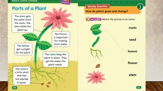 Unit 2 Week 2 first grade - Day 1.pptx........................