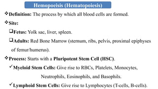 Hemopoeisis (Hematopoiesis)
Definition: The process by which all blood cells are formed.
Site:
Fetus: Yolk sac, liver, spleen.
Adults: Red Bone Marrow (sternum, ribs, pelvis, proximal epiphyses
of femur/humerus).
Process: Starts with a Pluripotent Stem Cell (HSC).
Myeloid Stem Cells: Give rise to RBCs, Platelets, Monocytes,
Neutrophils, Eosinophils, and Basophils.
Lymphoid Stem Cells: Give rise to Lymphocytes (T-cells, B-cells).
 