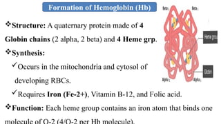 Formation of Hemoglobin (Hb)
Structure: A quaternary protein made of 4
Globin chains (2 alpha, 2 beta) and 4 Heme grp.
Synthesis:
Occurs in the mitochondria and cytosol of
developing RBCs.
Requires Iron (Fe-2+), Vitamin B-12, and Folic acid.
Function: Each heme group contains an iron atom that binds one
 