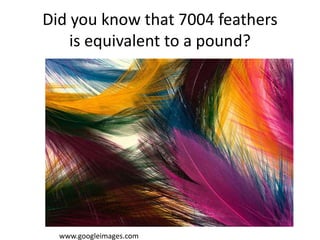Did you know that 7004 feathers
is equivalent to a pound?
www.googleimages.com
 