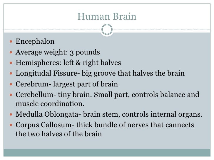 Anatomy 105 Notes