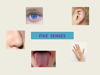 FIVE SENSES
